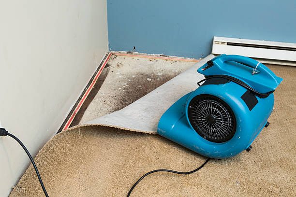 Best Mold removal after water damage  in Ottawa, IL